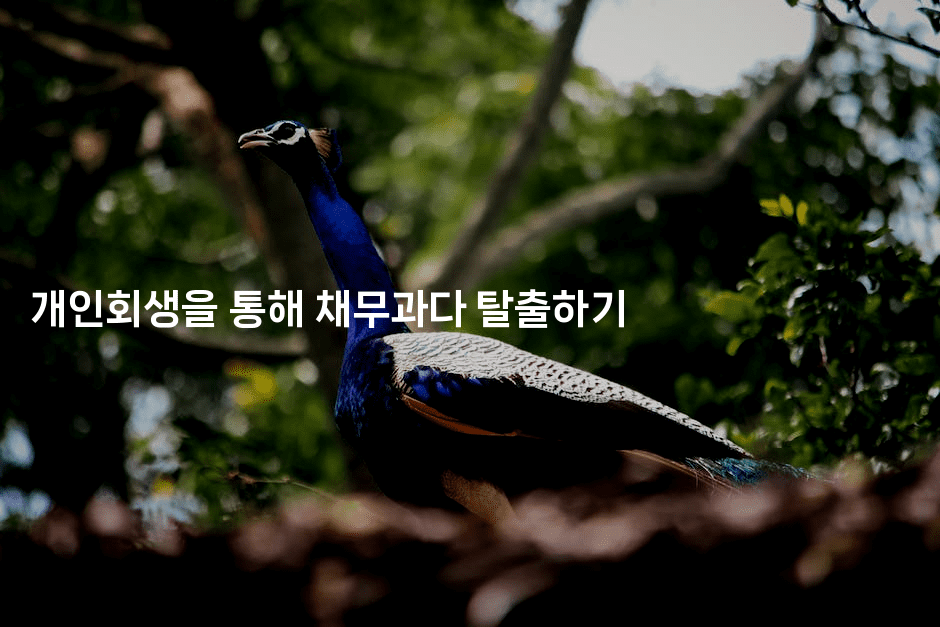 개인회생을 통해 채무과다 탈출하기-지니지니